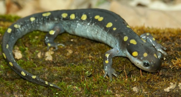 Spotted Salamander in Brecksville Reservation