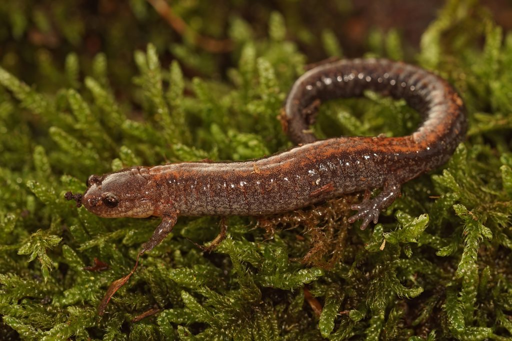 redback salamander in brecksville reservation