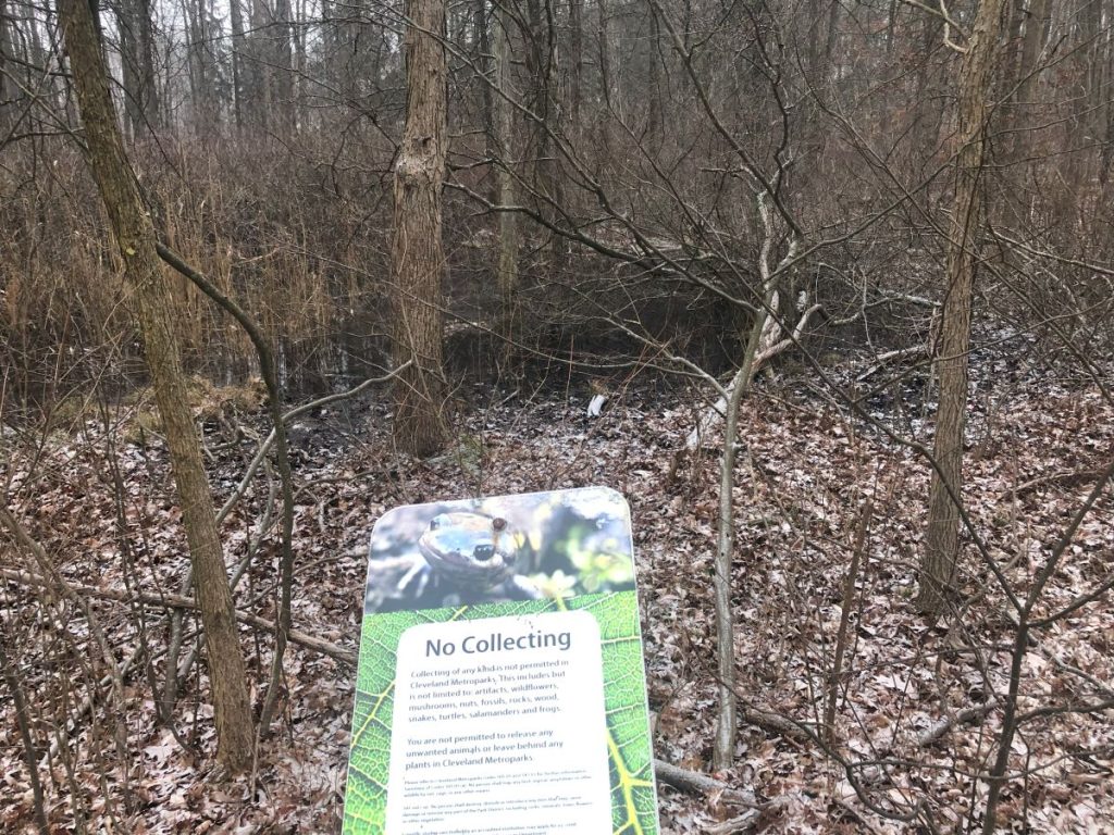 vernal pool in brecksville reservation