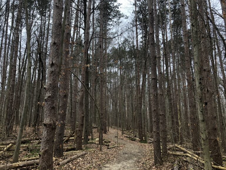 pine grove trail pine trees