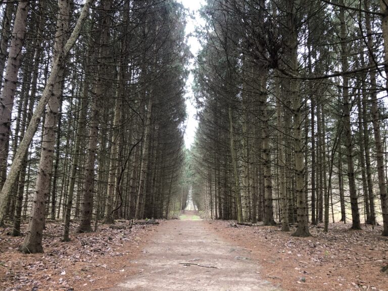 tree farm trail pine trees