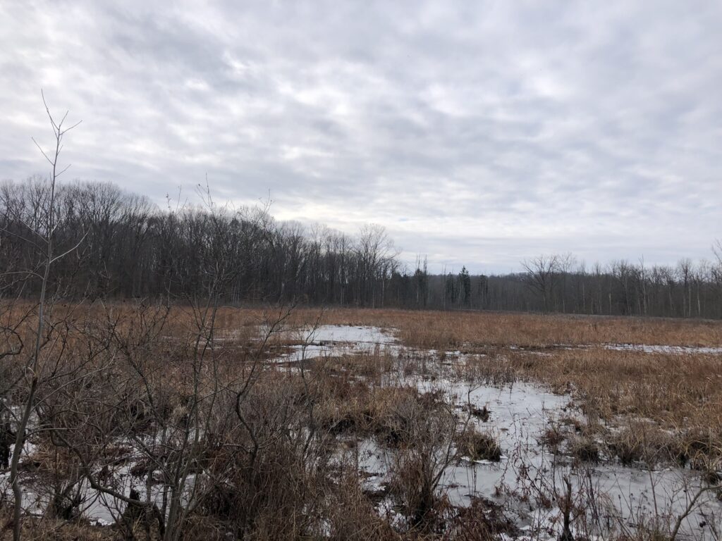 seven ponds trail marsh