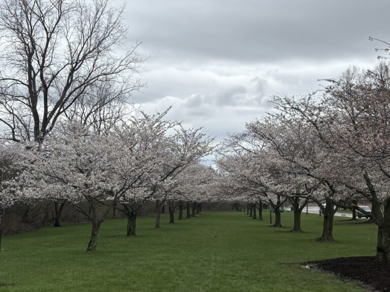 Brookside Reservations Cherry Blossoms