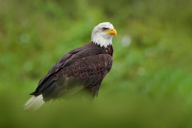 bald eagle in cuyahoga valley national park