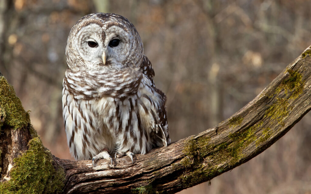 barred owl in cuyahoga valley national park
