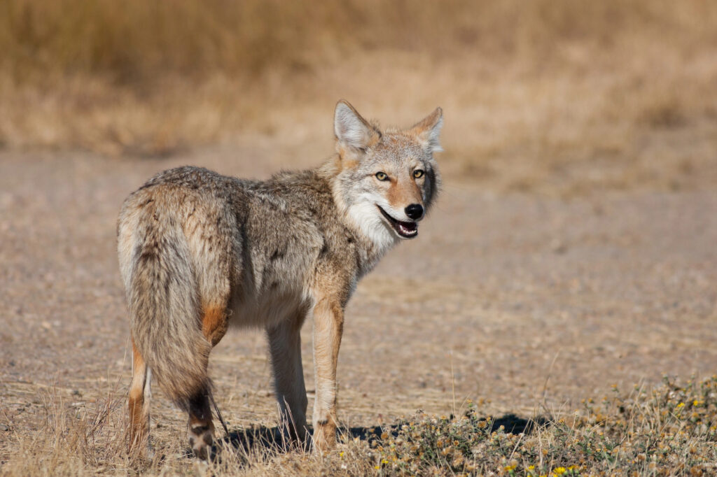 coyote in cuyahoga valley national park