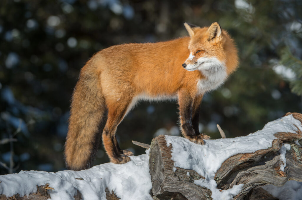 red fox in cuyahoga valley national park