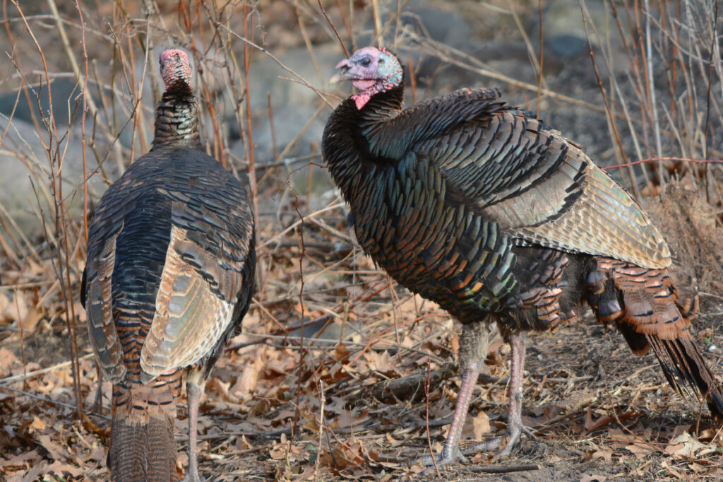 wild turkey in cuyahoga valley national park