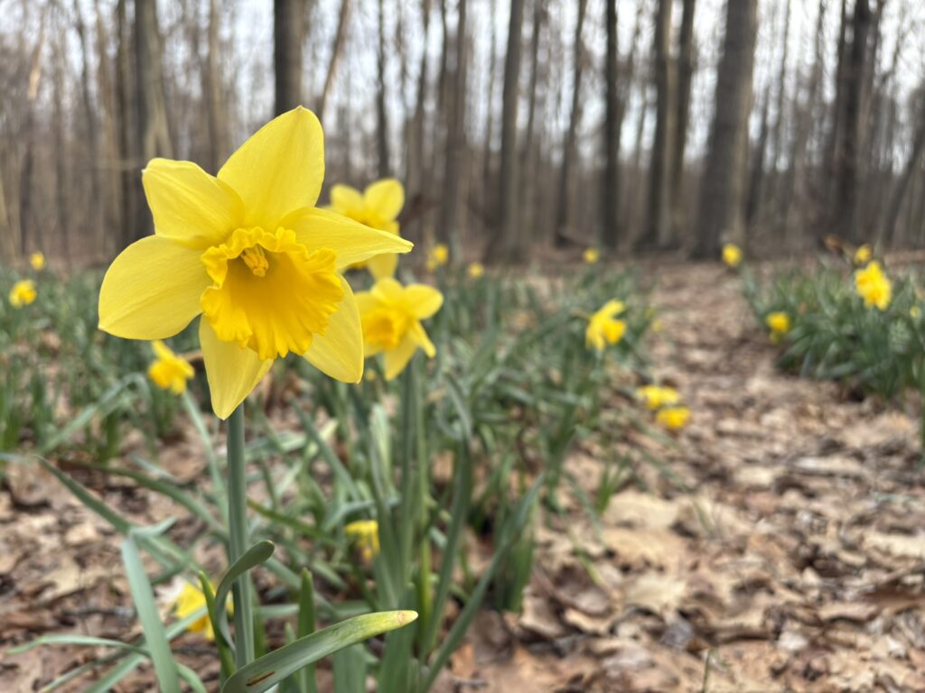 Daffodils at Daffodil Trail