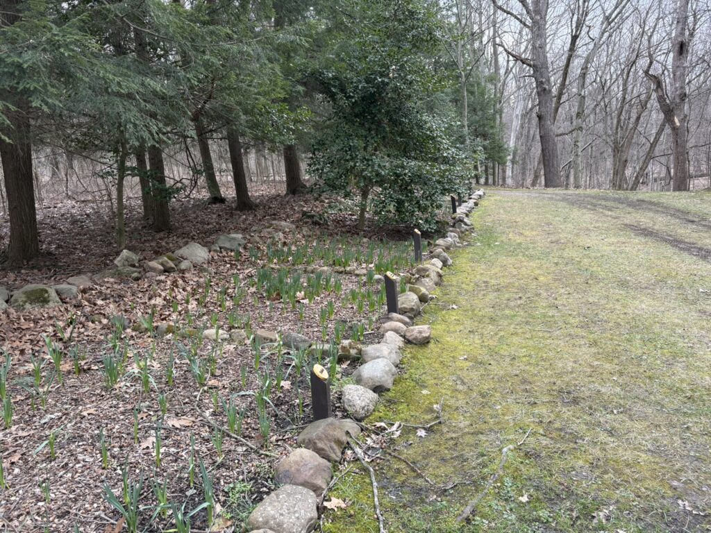 daffodil garden daffodil trail