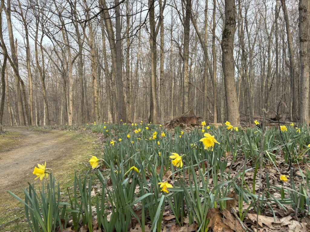 daffodil path