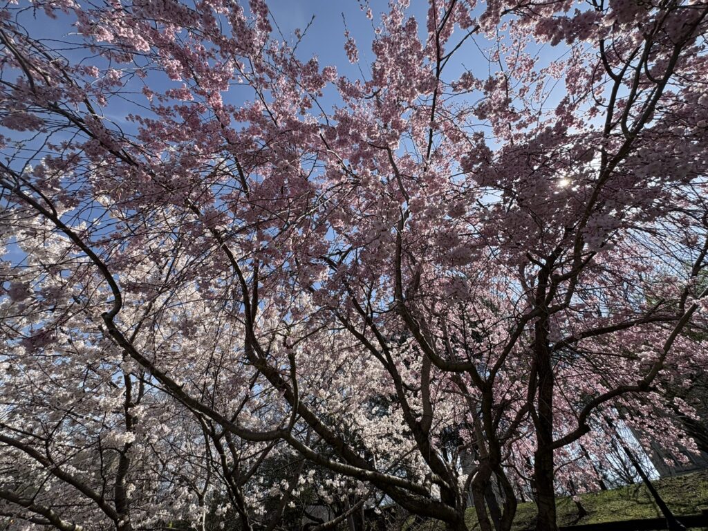 lake view cemetery cherry blossoms