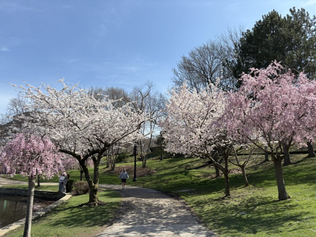 Wade Lagoon Cherry Blossoms